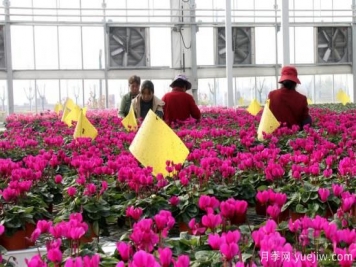 扬州高邮：每天发货30万株，花工厂绽放乡村振兴致富花
