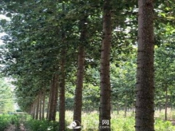 河南周口：培育出不飞絮的杨树新品种