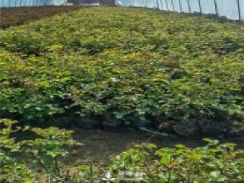 各类盆栽月季上市，南阳杯苗基地全国批发中