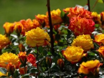安阳市滑县森林公园月季花开放，赏花打卡正当时