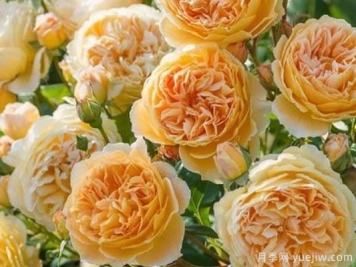 大花香水月季的养护方法，分享10种花香飘满屋