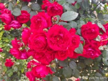 6款红色系的藤本月季品种，适合打造网红花墙