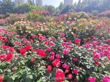 郑州月季公园40万株月季竞相绽放，感受花漾生活