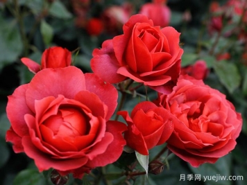 21朵玫瑰：不只是浪漫，还藏着这些深意